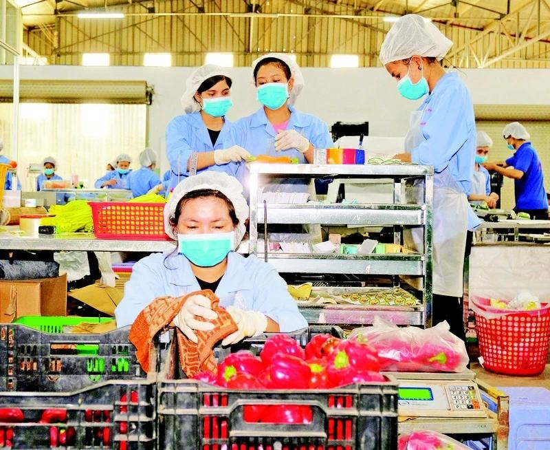 Processing fruit and vegetables for export at Phong Thuy Agricultural Production and Trading Co., Ltd., Lam Dong Province. (Photo: Anh Tuan)
