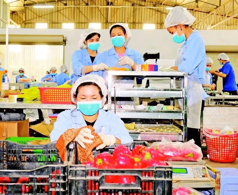 Processing fruit and vegetables for export at Phong Thuy Agricultural Production and Trading Co., Ltd., Lam Dong Province. (Photo: Anh Tuan)