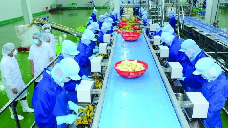 Frozen fruit processing at Thabico Food Processing Industrial Company (Tien Giang). (Photo: KHANH AN)