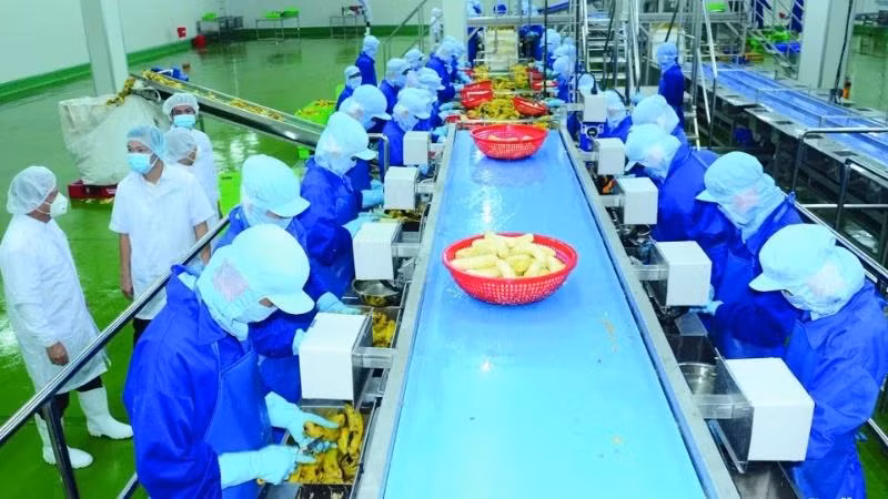 Frozen fruit processing at Thabico Food Processing Industrial Company (Tien Giang). (Photo: KHANH AN)