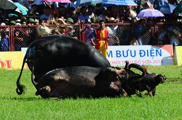 Buffalo fighting festival generates excitement among crowds in Hai Phong ảnh 7