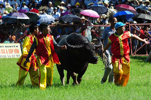Buffalo fighting festival generates excitement among crowds in Hai Phong ảnh 9