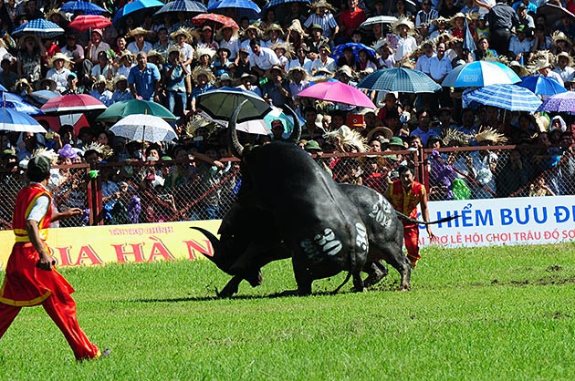 Buffalo fighting festival generates excitement among crowds in Hai Phong ảnh 6