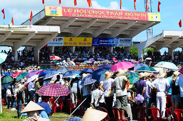 Buffalo fighting festival generates excitement among crowds in Hai Phong ảnh 3
