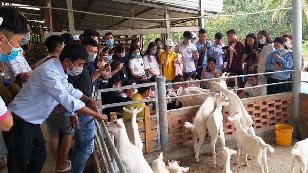 Tien Giang farmers impress visitors with green agro-tourism models ảnh 1