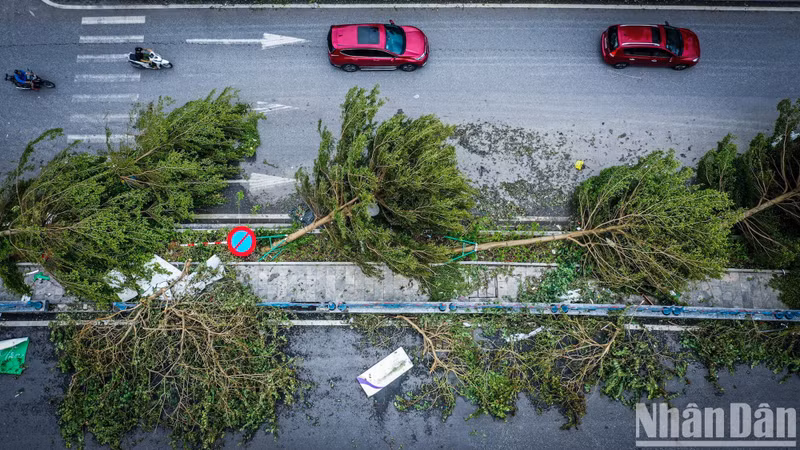Trees are knocked down by Typhoon Yagi in Ha Long, Quang Ninh Province. (Photo: NDO)