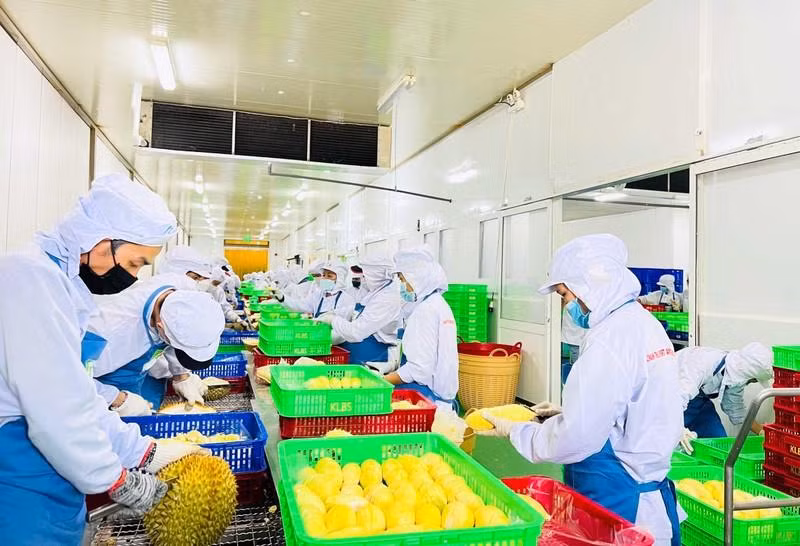 Processing durian for export. (Photo: Minh Ha)