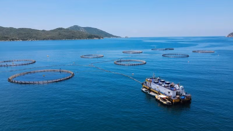 High-tech marine aquaculture at Van Phong Bay in Khanh Hoa Province. (Photo: Bao Trang)