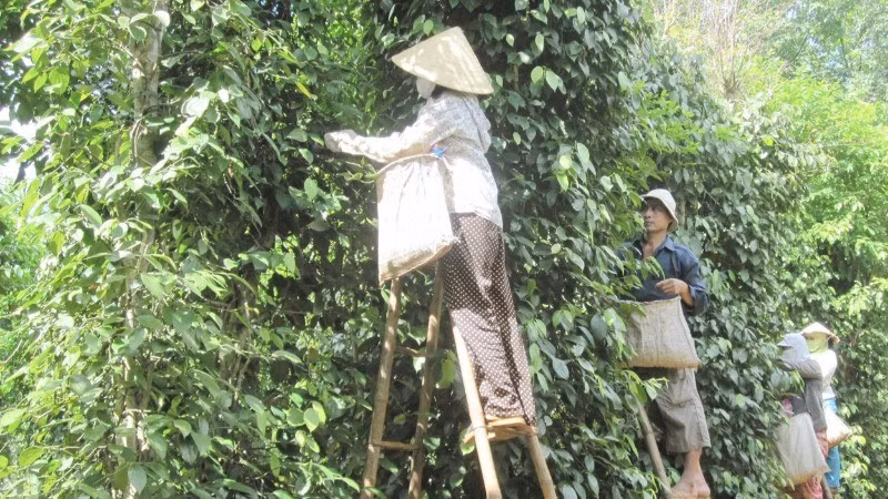Harvesting pepper for export in Vinh Linh District.