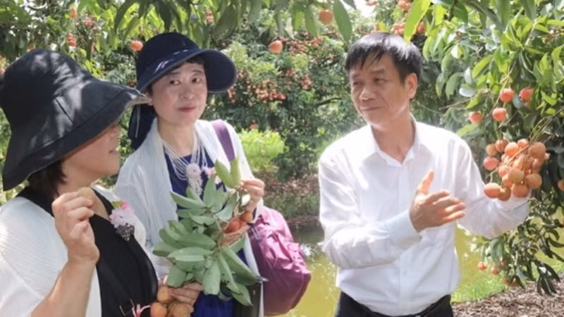 A local official introduces Thanh Ha lychees to Japanese business people.