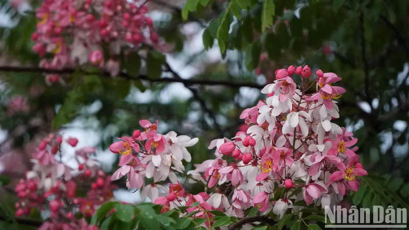 In recent years, Java cassia has been planted in many streets in Cao Lanh, the capital city of Dong Thap Province. In recent years, Java cassia has been planted in many streets in Cao Lanh, the capital city of Dong Thap Province.