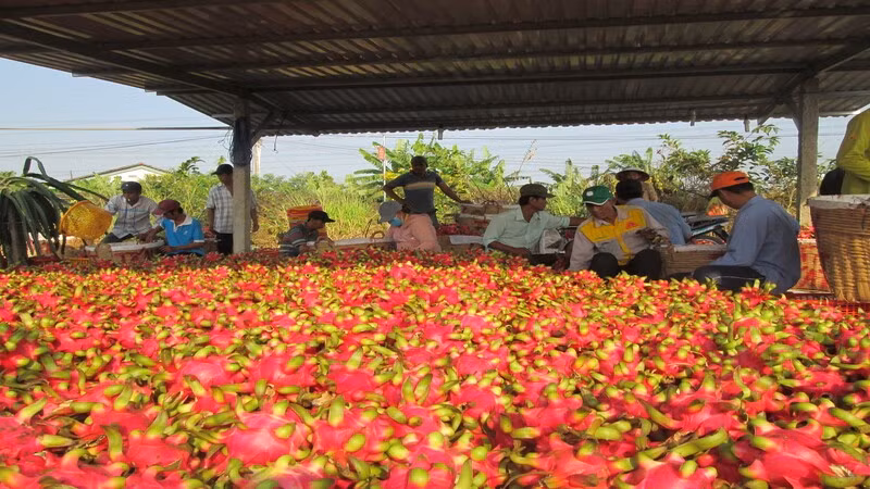 Vietnamese fruits have plenty of opportunities for export to the EU.