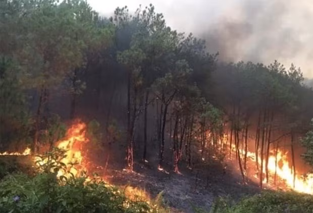 A burned forest area in Nghe An Province on April 30, 2024. (Photo: VGP)