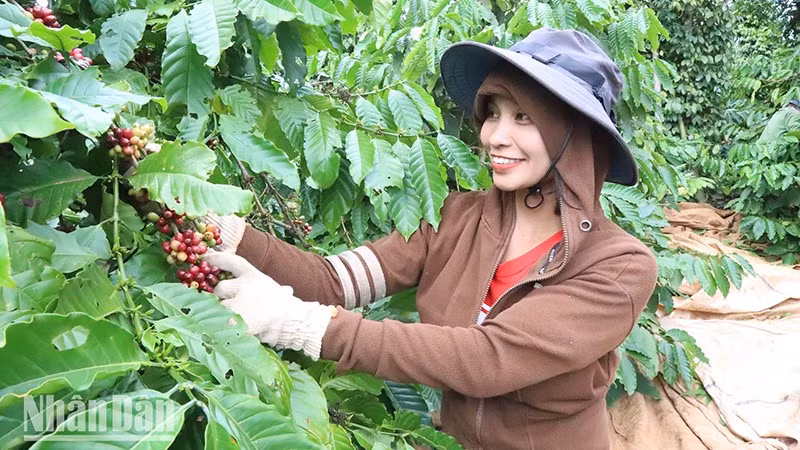 A farmer in Ea Ktur Commune, Cu Kuin District, Dak Lak Province, shows her elation when harvesting coffee beans.