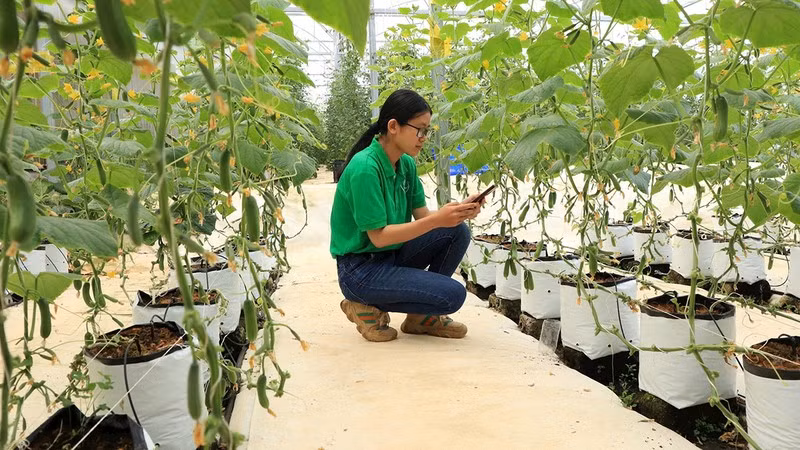 Controlling the production process in the field via smartphone at Sunfood-Da Lat Agricultural Service Cooperative.
