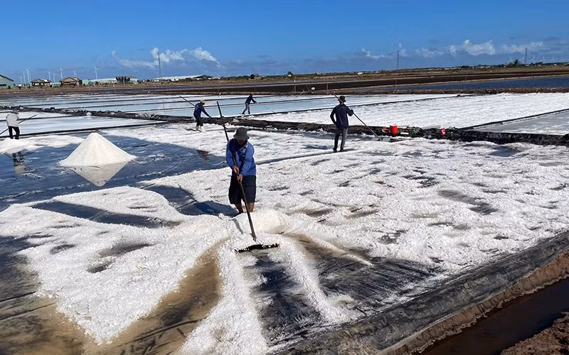 Salt workers in Bac Lieu begin a new season. (Photo: Thanh Cuong)