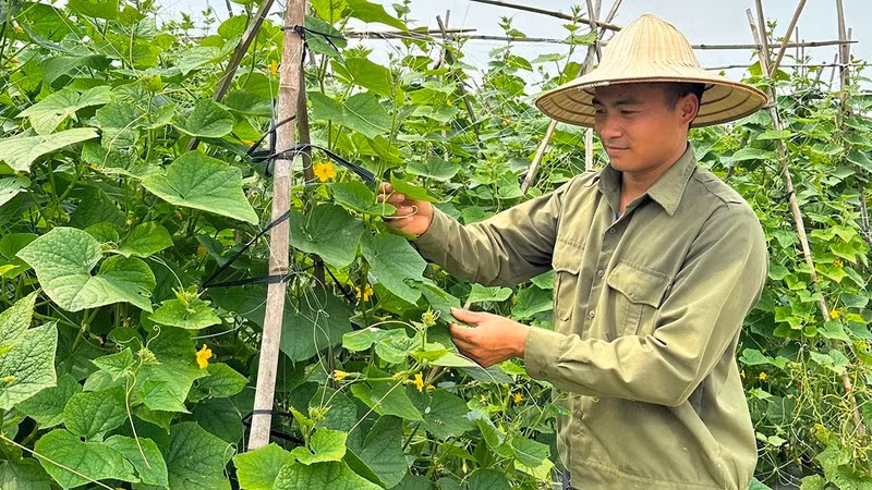 An agricultural model using both organic and inorganic fertilisers in Bac Giang Province.