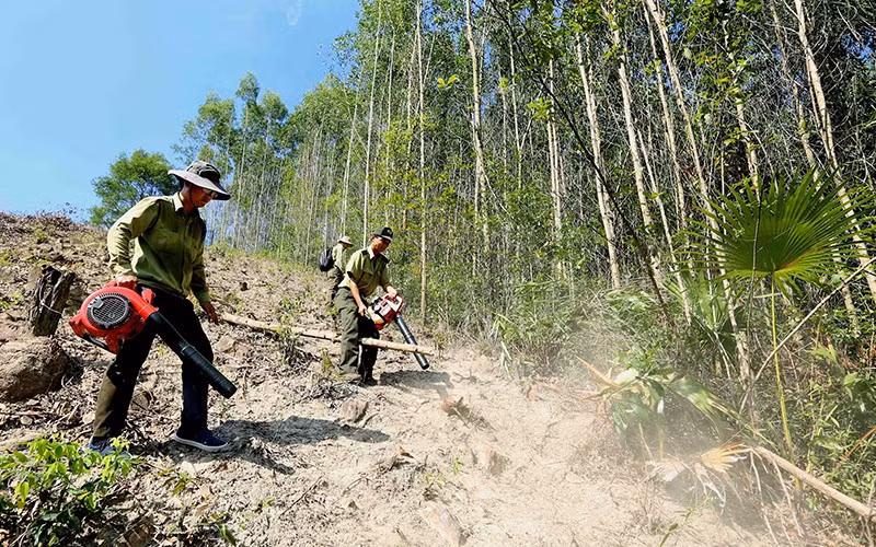 Forest rangers in Binh Dinh Province handle vegetation to prevent forest fires. (Photo: Vu Van)