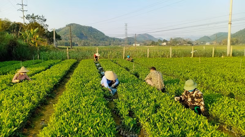 Producing high-quality forestry seedlings in Phu Luong District, Thai Nguyen Province. (Photo: Van Hung)