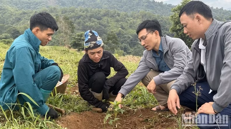 Local farmers in Dien Bien Province learn how to cultivate coffee plants.