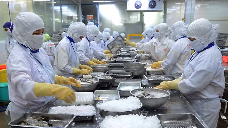 Processing seafood for export at Cafatex Corporation.