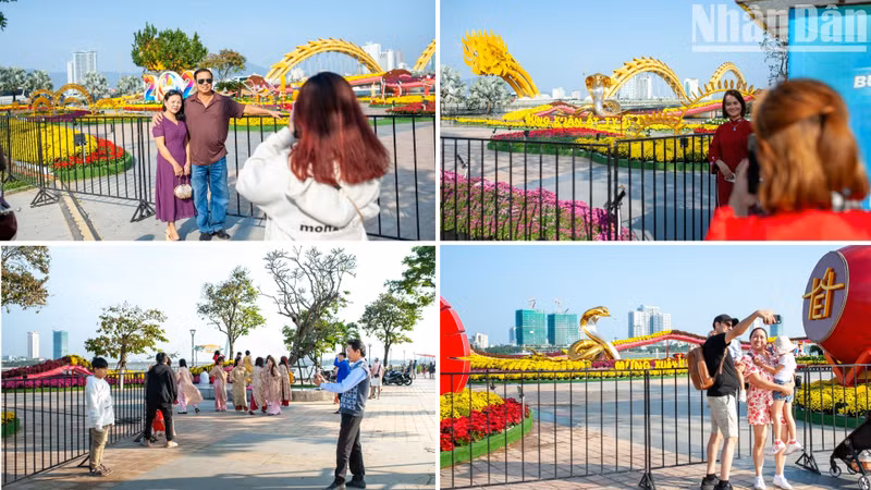Many in Da Nang are taking the opportunity to capture photos before the Bach Dang flower street officially opens. Many in Da Nang are taking the opportunity to capture photos before the Bach Dang flower street officially opens.