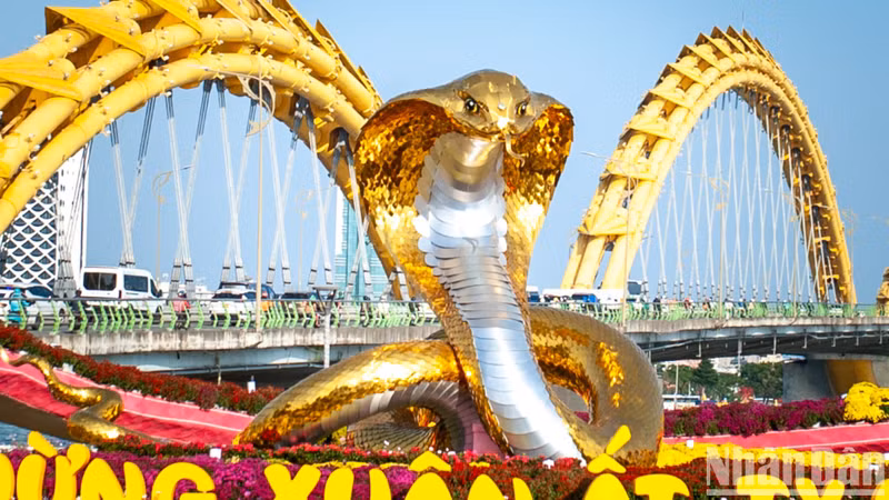 With its majestic design, the snake statue on Bach Dang flower street is modelled after a cobra. It stands 5 metres tall, with a hood width of 2.6 metres, and its coiled body spans an area of 6.35 by 4.6 metres. With its majestic design, the snake statue on Bach Dang flower street is modelled after a cobra. It stands 5 metres tall, with a hood width of 2.6 metres, and its coiled body spans an area of 6.35 by 4.6 metres.