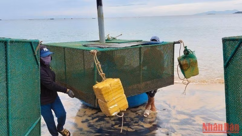Farmers in Phu Yen are relocating their lobster cages to safety.