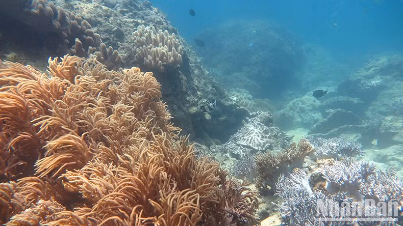 Protecting coral reefs and marine vegetation is an urgent issue for biodiversity conservation in the Ly Son Marine Protected Area.