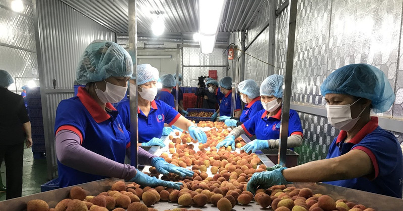 Classifying lychees for export to Japan (Photo: VNA)