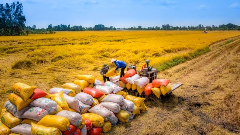 Investment is needed in specialty rice varieties and building a strong brand are crucial for exports to China. Investment is needed in specialty rice varieties and building a strong brand are crucial for exports to China.