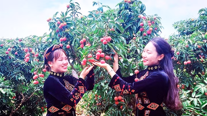 The ripe lychee season in Luc Ngan District (Bac Giang Province)
