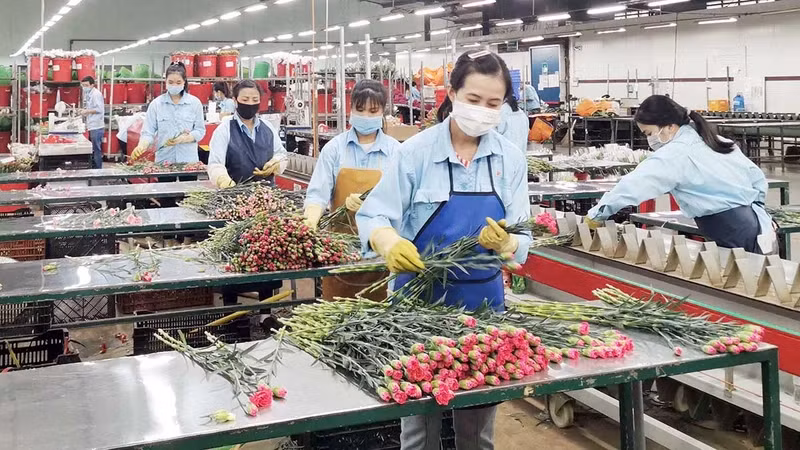 High-tech production of flowers in Da Lat City, Lam Dong Province.