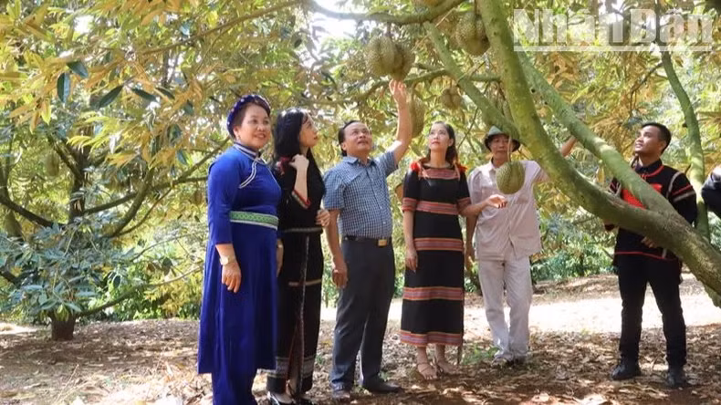 Up to now, Krong Pac District has the largest durian cultivation area in Dak Lak Province, and the quality and flavour of durians from this area are also the most fragrant and delicious in the province.