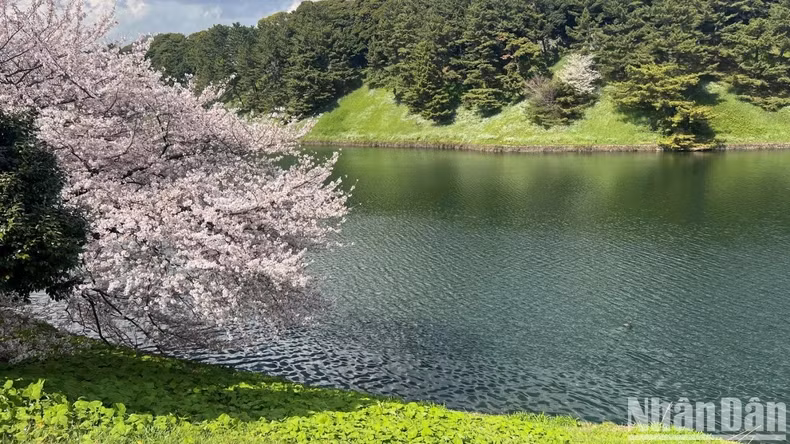 In recent years, the experience of admiring cherry blossoms has attracted a large number of tourists to Japan, including Vietnamese.