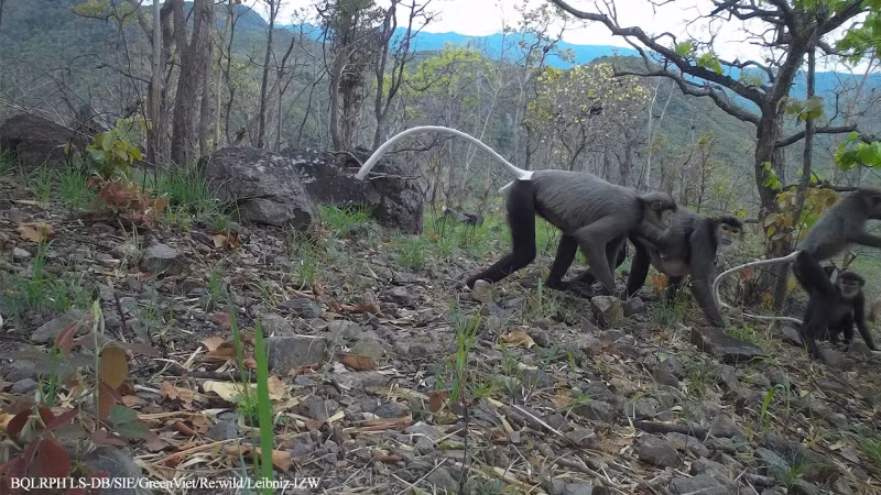 Black-shanked douc. (Photo: The management board of Long Song-Da Bac protective forest)