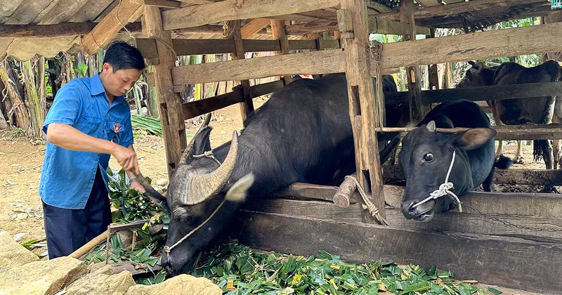 With local government support in the form of cattle for production, the income of Ly Van No’s family in Thuong Thon Commune, Ha Quang District, Cao Bang Province, has gradually improved. (Photo: HA NHAN)