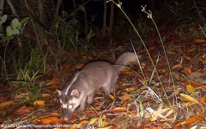 Striped palm civet. (Photo: The management board of Long Song-Da Bac protective forest)