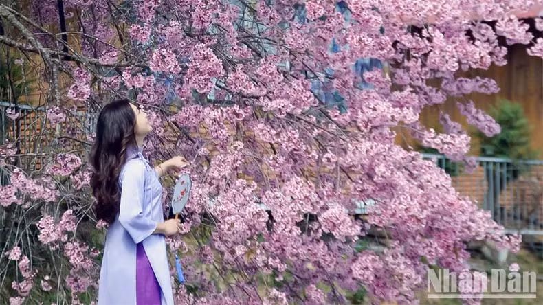 According to statistics from the Da Lat City People's Committee, the City welcomed about 153,000 visitors from February 8 to 12.