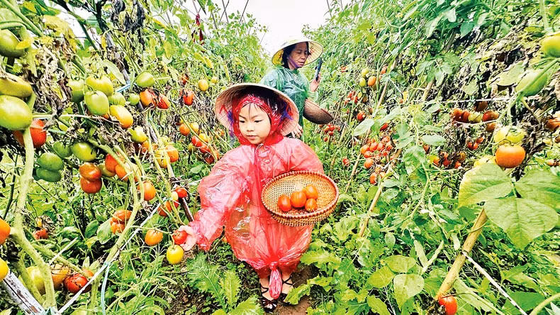 Tourists are picking tomatoes at Giang Bien farm. (Photo: Linh Tam)