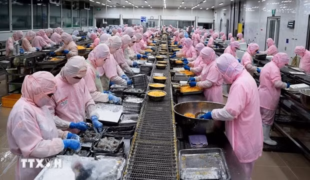 Shrimp processed for export (Photo: VNA)