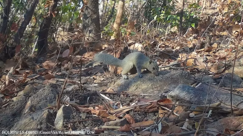 Red-bellied squirrel. (Photo: The management board of Long Song-Da Bac protective forest)