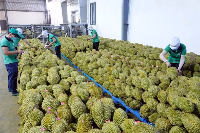 Durian is currently the "top performer" in the fruit and vegetable export sector. Durian is currently the "top performer" in the fruit and vegetable export sector.