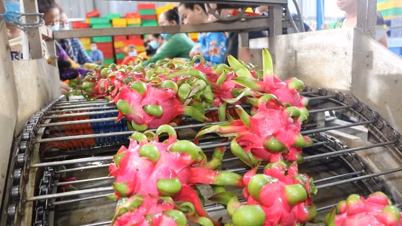 The difference in harvest seasons offers a significant advantage that helps Vietnamese fresh fruits and vegetables in penetrating the Swedish market, especially regarding tropical fruit products. (Photo: VNA)