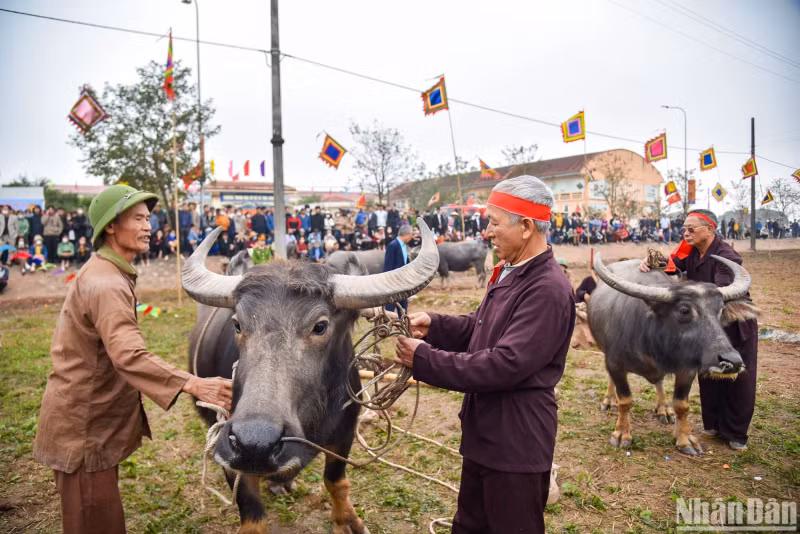 The festival is a ceremony of the King ploughing to encourage people to take care of farming and agricultural development. In the spring of 987 during the Le Dynasty, King Le Dai Hanh decided to plough a field in Doi Son Commune and found a golden jar.