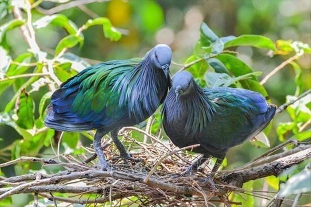 A Nicobar pigeon (Photo: VNA)