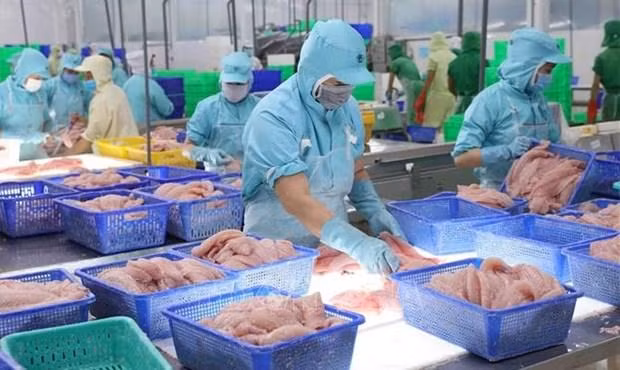 Export turnover of aquatic products tops 8.5 billion USD in the first nine months of 2022 (Photo: VNA)