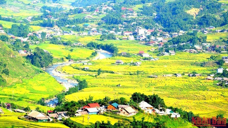 The terraced fields in Sa Pa are full of yellow rice.