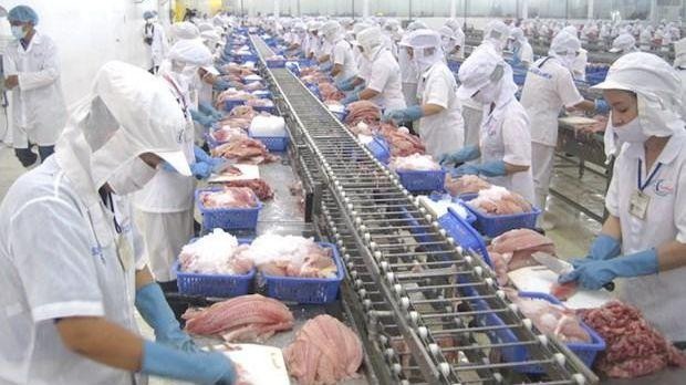 The Mekong Delta province of Dong Thap expects to earn over 980 million USD from tra fish exports by 2025. (Photo: The Saigon Times)