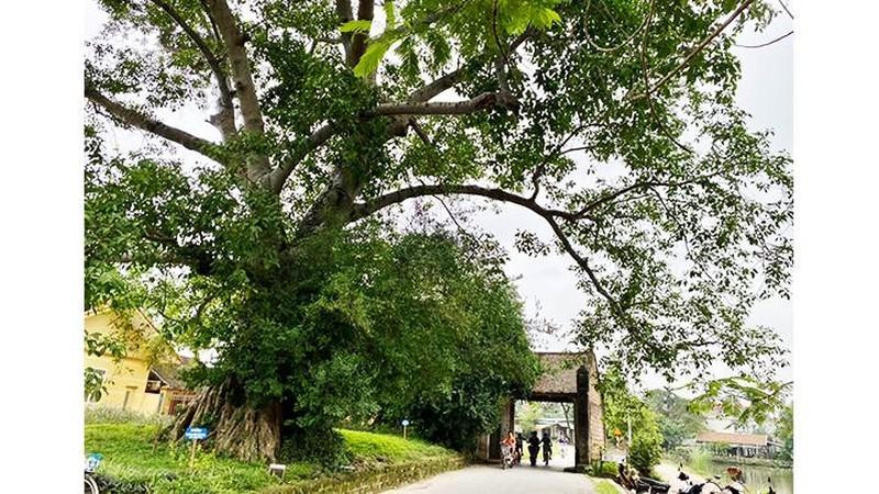 The path to Duong Lam ancient village (Photo: ND)